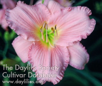 Daylily Adams Street